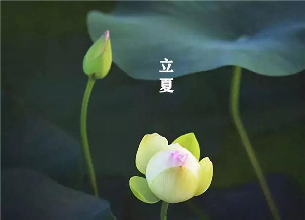 立夏已至，萬物向陽；